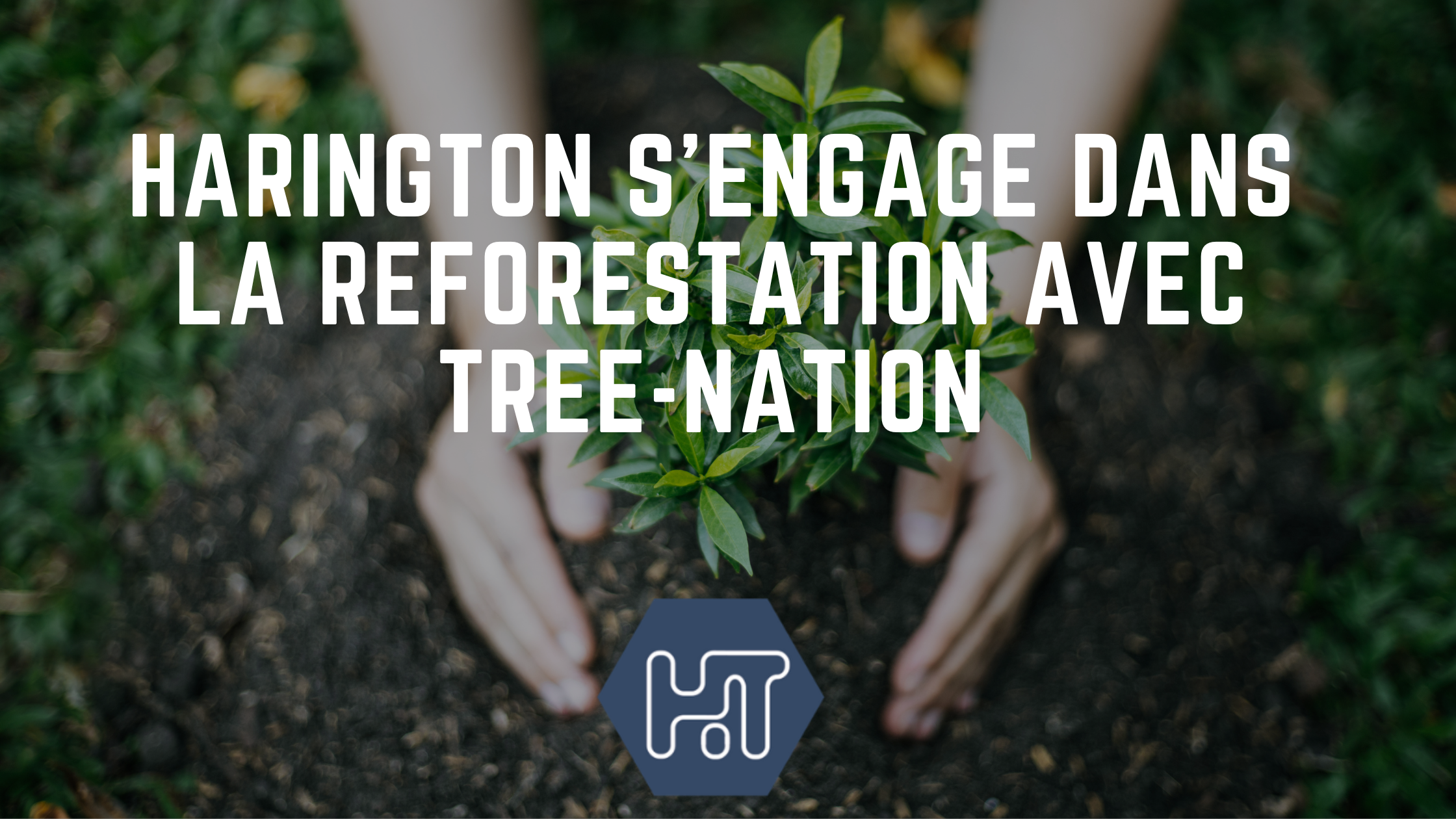 Harington s’engage dans la reforestation de la planète pour compenser ses émissions de CO2 avec tree-nation.